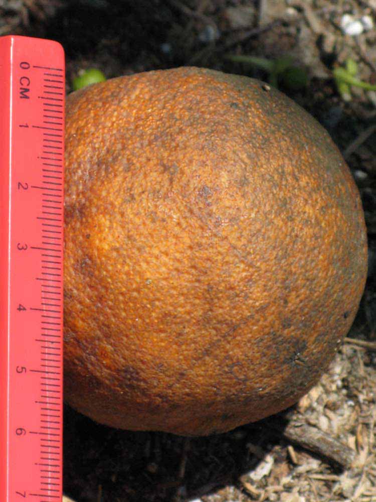              Fruit (Winter Haven, FL)       